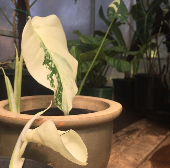 monstera growth rate