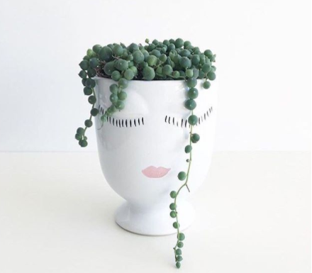 string of pearls succulent
