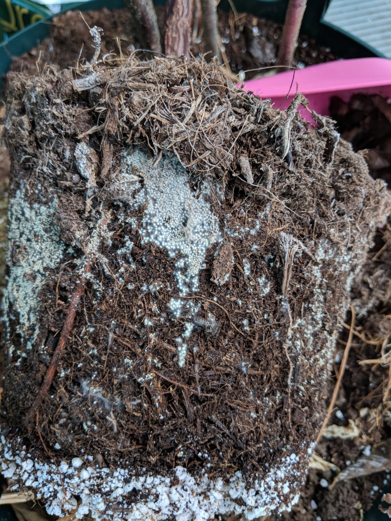 root ball fungus