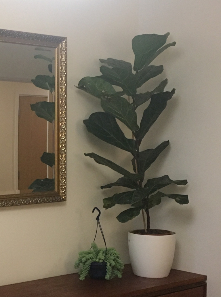 how to care for fiddle leaf fig