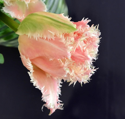 queensland tulip flower