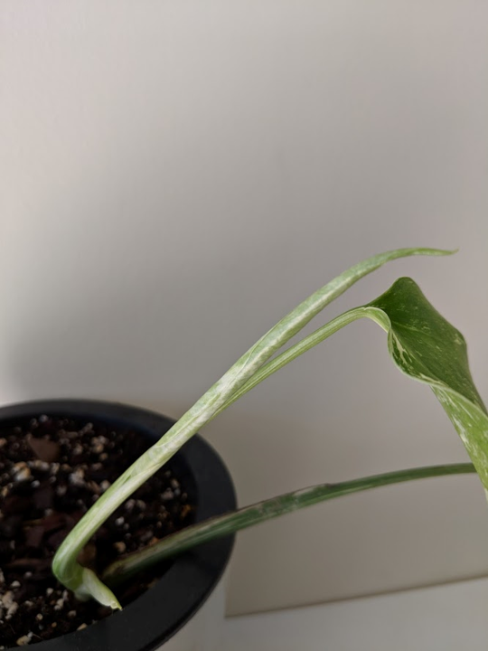 variegated monstera growth rate