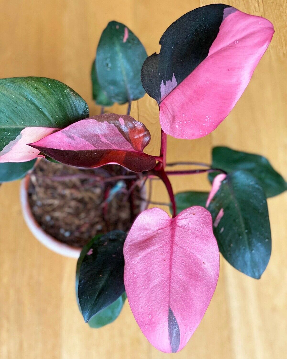 Pink princess philodendron for sale UK